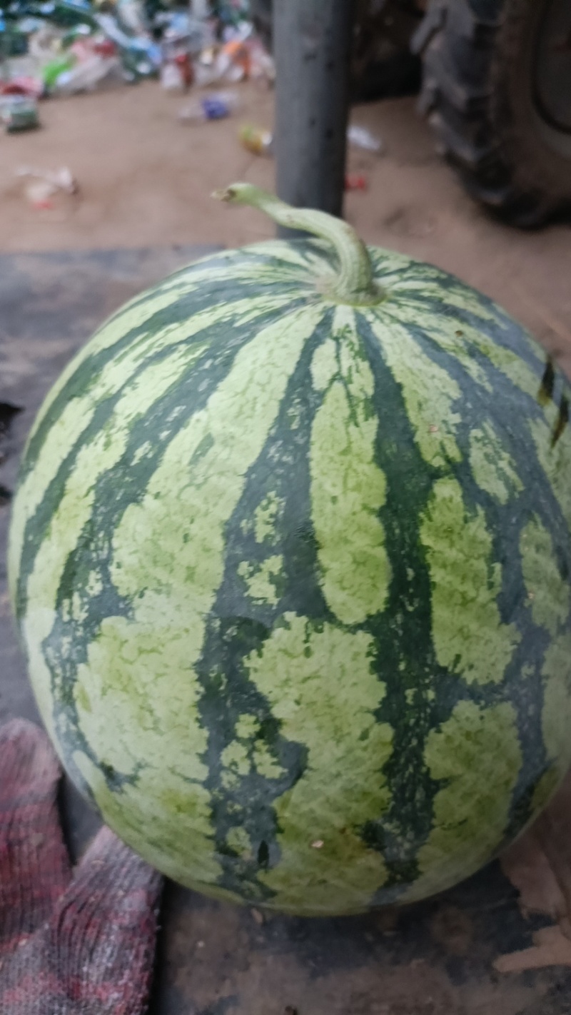 精品开封美都西瓜皮薄红瓤产地直发质量保证诚信经营