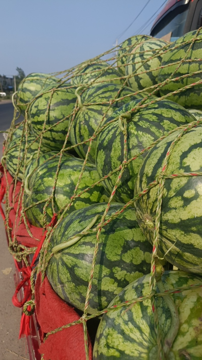 精品开封美都西瓜皮薄红瓤产地直发质量保证诚信经营