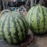 精品开封美都西瓜皮薄红瓤产地直发质量保证诚信经营