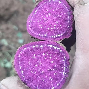 湖南008紫薯水洗货粉糯甜冰淇淋一点红