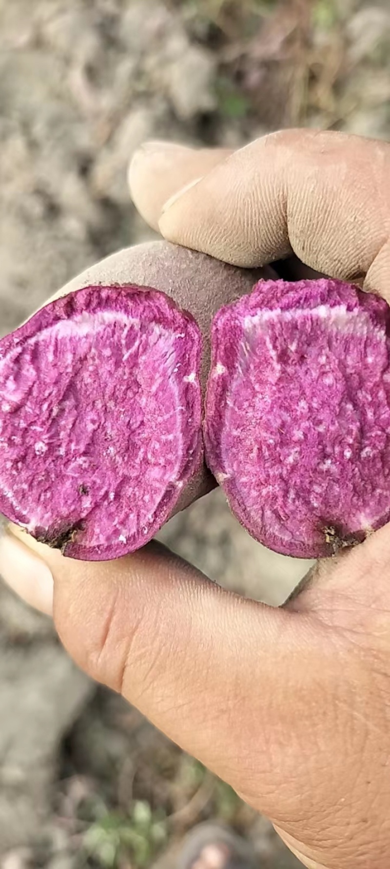 湖南008紫薯水洗货粉糯甜冰淇淋一点红