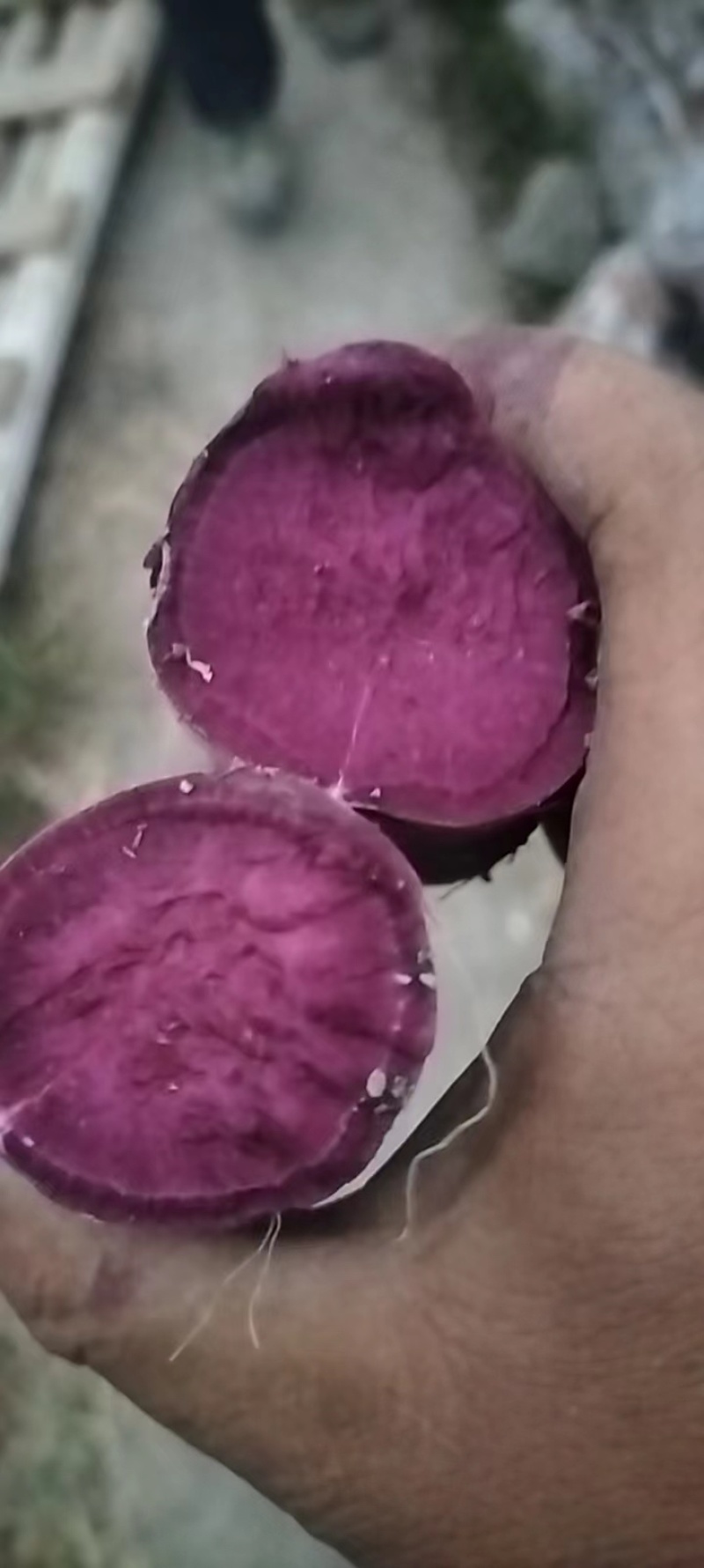 湖南008紫薯水洗货粉糯甜冰淇淋一点红