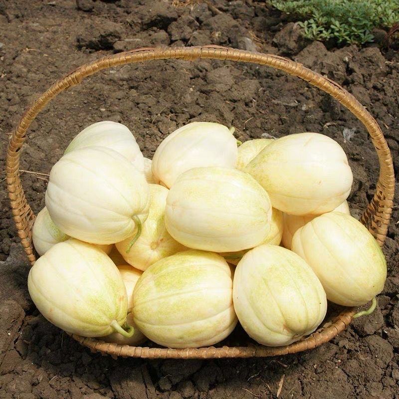 甜妃香瓜山西甜瓜大量供应品质保障欢迎咨询选购