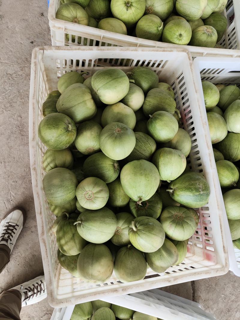 甜瓜香瓜，丑八怪，品质保证，价格优惠，货量充足，量大价优