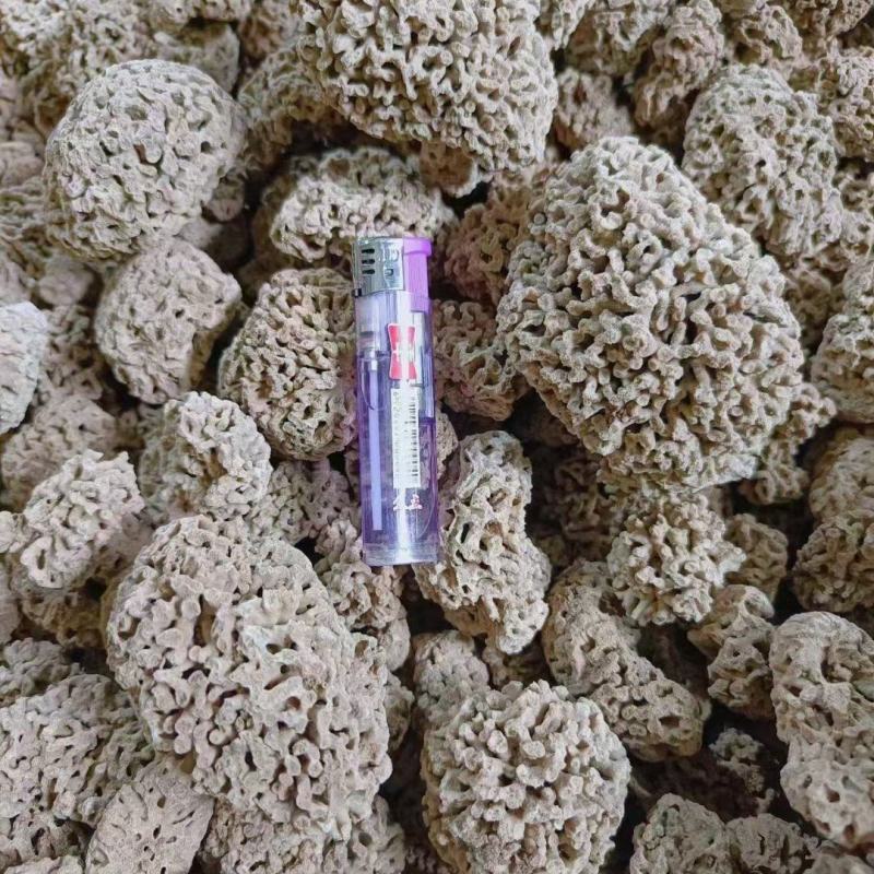 石花海浮石花海浮石