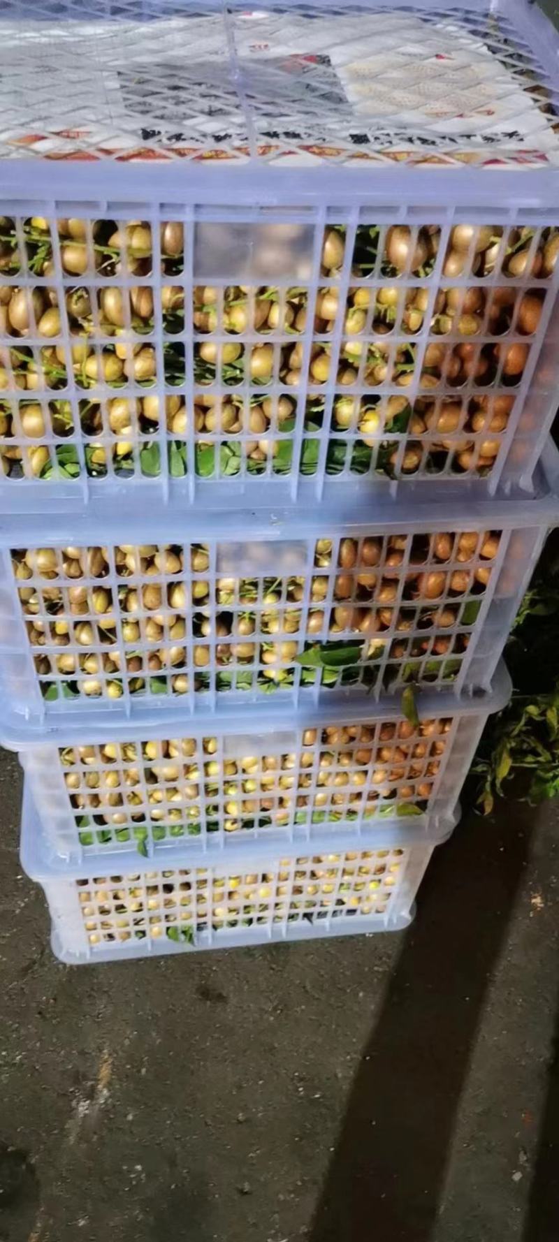 广西平南鸡心黄皮，桂妃黄皮，無核黄皮，大量上市，