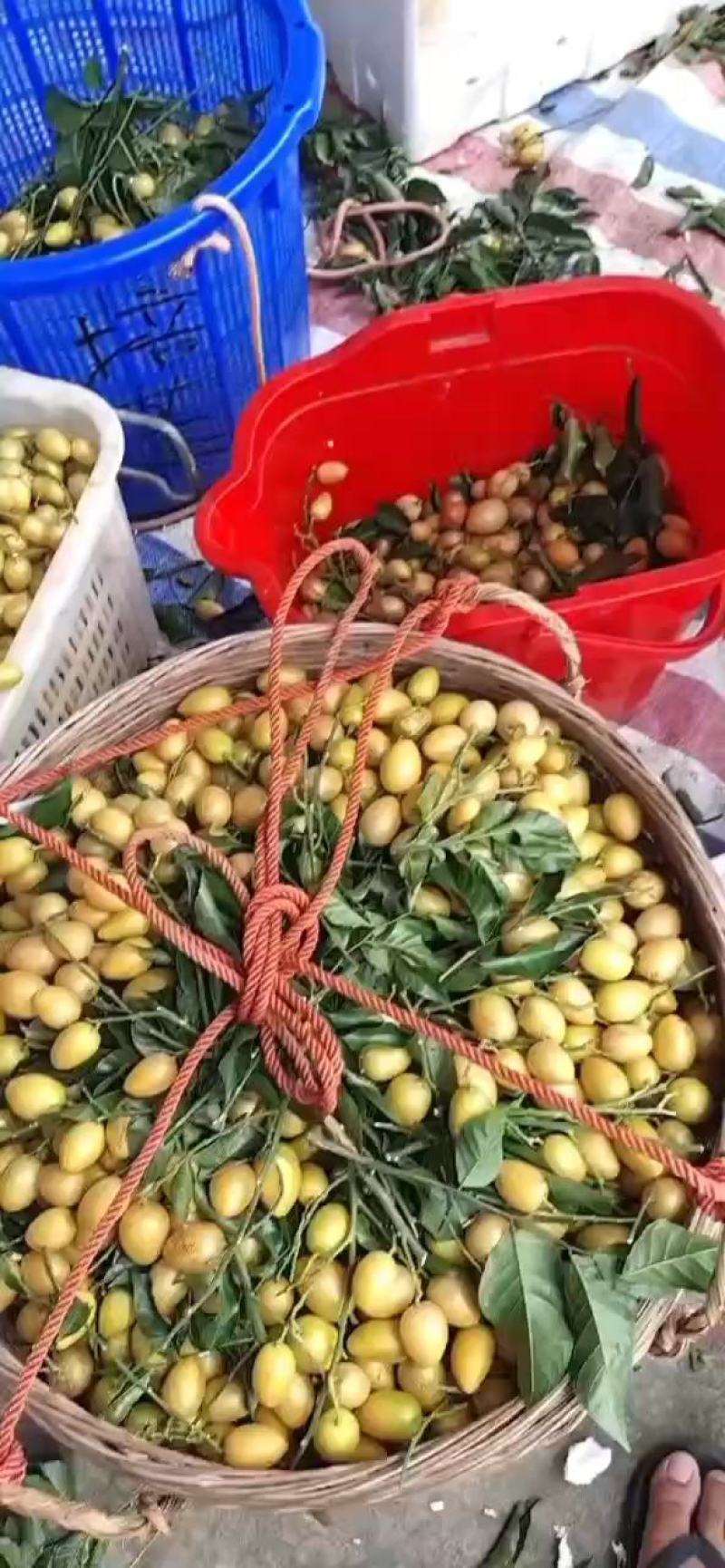 广西平南鸡心黄皮，桂妃黄皮，無核黄皮，大量上市，