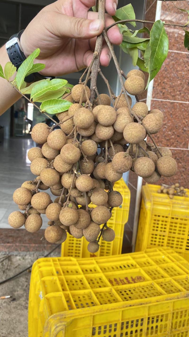 广西平南石硖龙眼，产地直供，品质保证，代采代发。