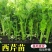滨州惠民县芹菜苗产育基地大量供应保质保量对接全国客商
