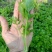 滨州惠民县芹菜苗产育基地大量供应保质保量对接全国客商