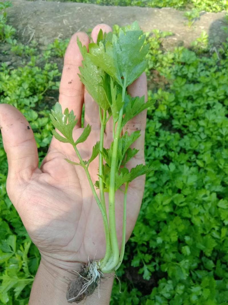 滨州惠民县芹菜苗产育基地大量供应保质保量对接全国客商