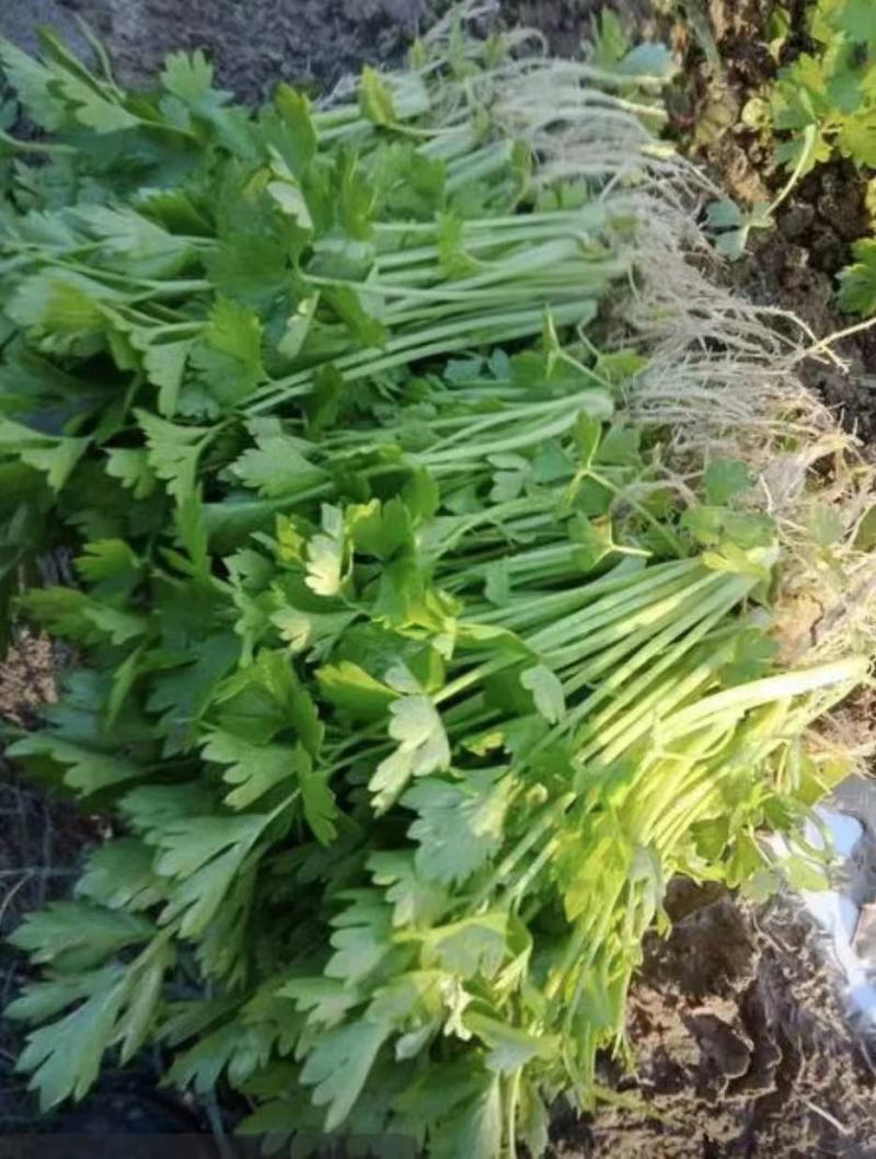 滨州惠民县芹菜苗产育基地大量供应保质保量对接全国客商