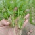 滨州惠民县芹菜苗产育基地大量供应保质保量对接全国客商