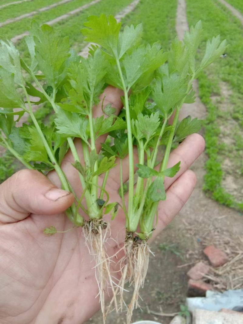 滨州惠民县芹菜苗产育基地大量供应保质保量对接全国客商