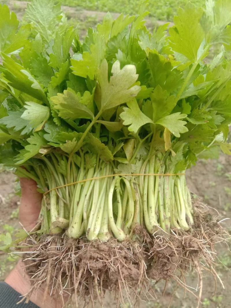 滨州惠民县芹菜苗产育基地大量供应保质保量对接全国客商