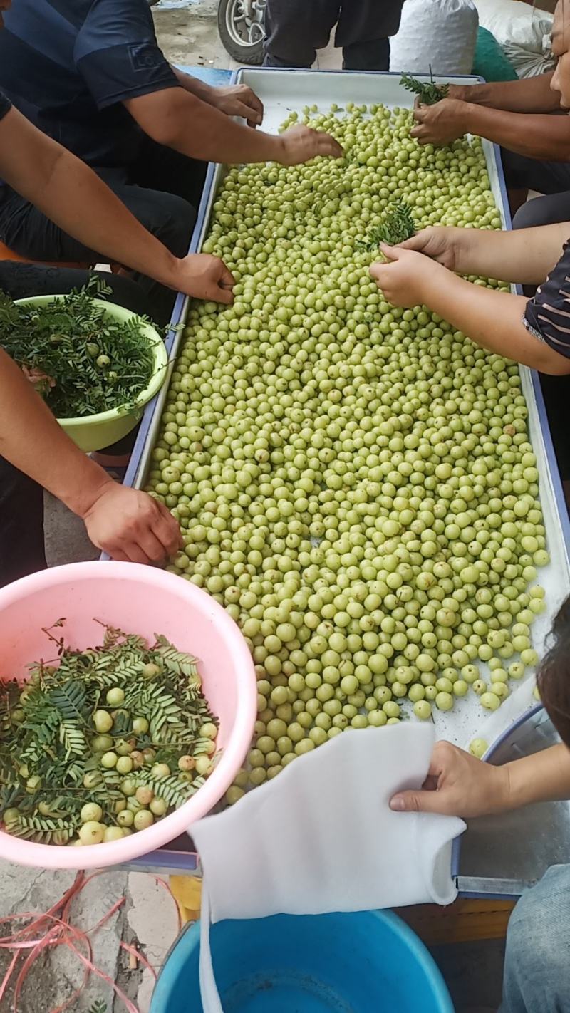 广西平南大肉余甘果，果地直采，大量上市，代收代发。
