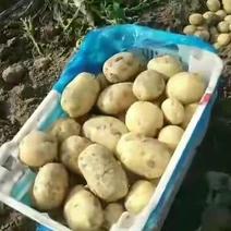 山西本地土豆大量产地直供品质货源充足需要的