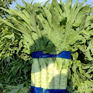 精品里外绿无苔无花不超高绿皮绿肉表皮亮绿，无空心