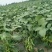山东精品毛豆翠绿宝毛豆大量上市全国发货