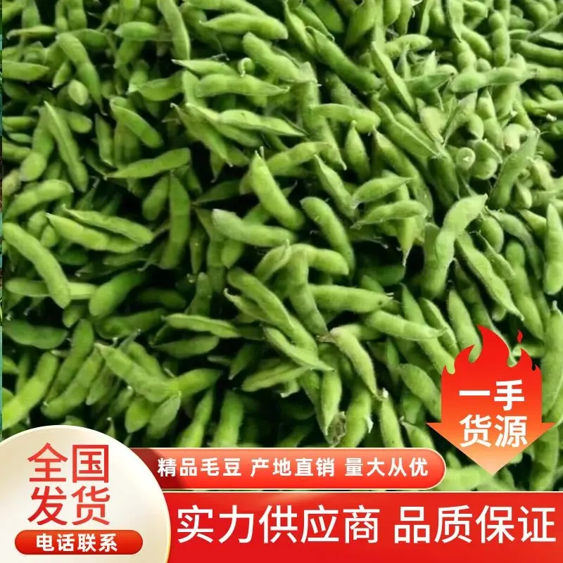 山东精品毛豆翠绿宝毛豆大量上市全国发货