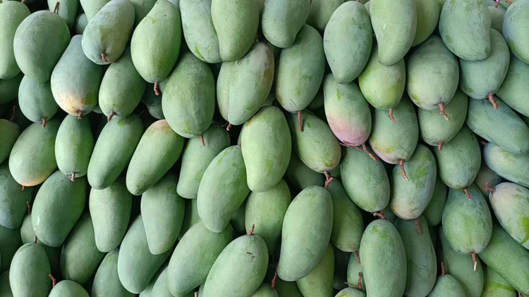 新鲜采摘的芒果花