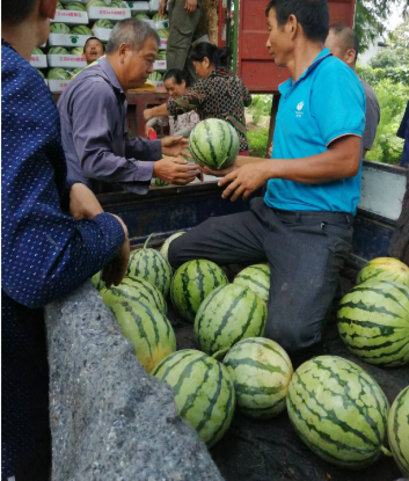湖南西瓜大量上市，美都西瓜，8424，欢迎各位老板选购