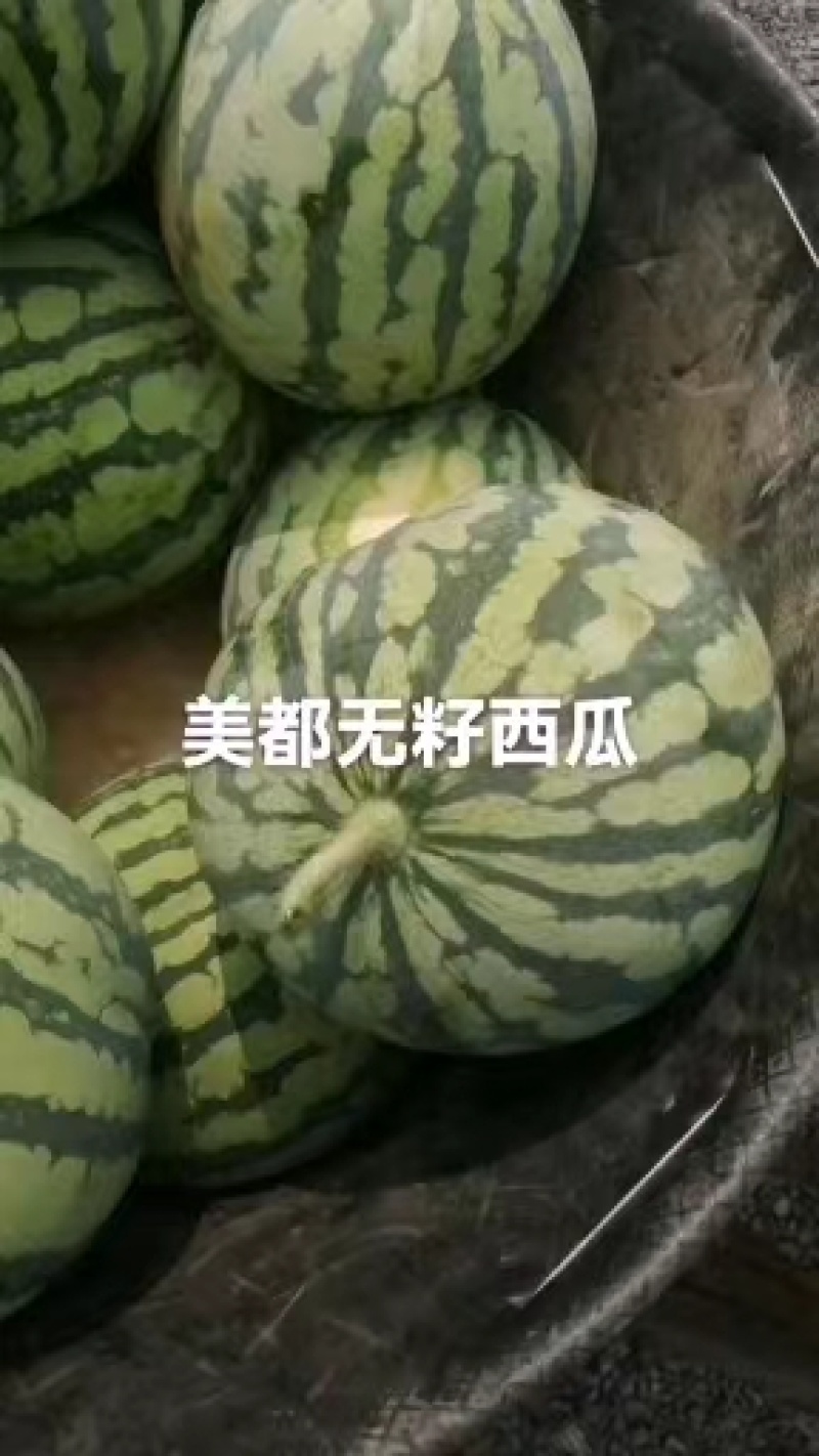 湖南西瓜大量上市，美都西瓜，8424，欢迎各位老板选购