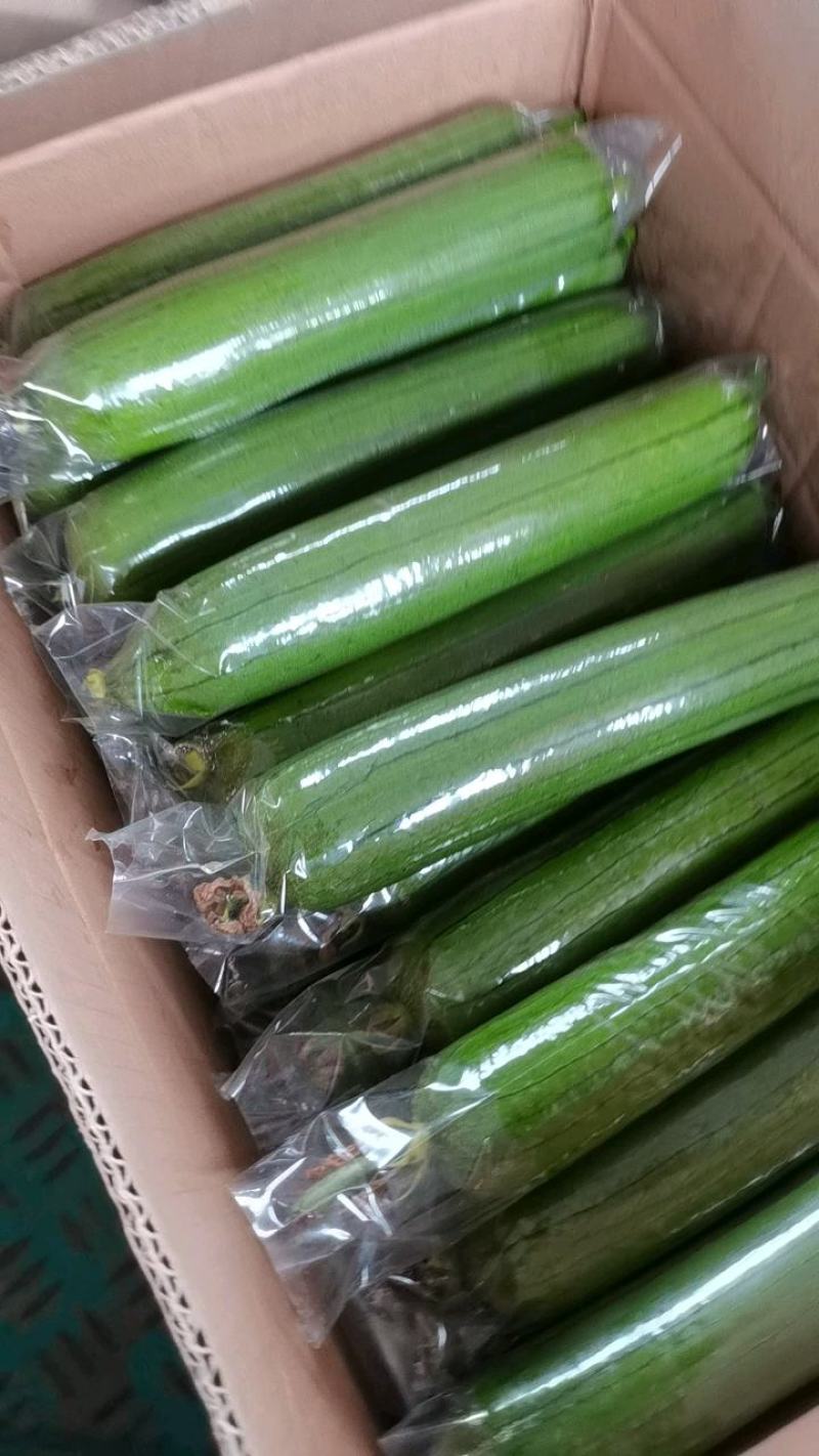 热销河南精品胡瓜大量上市产地直供质量高，价格美丽