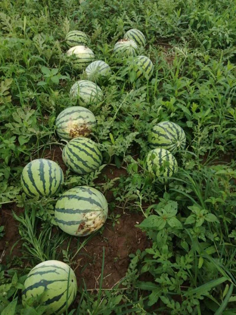 湖南大棚无籽美都西瓜上市中，量大货优，欢迎选购