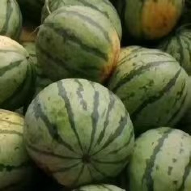 湖南大棚无籽美都西瓜上市中，量大货优，欢迎选购