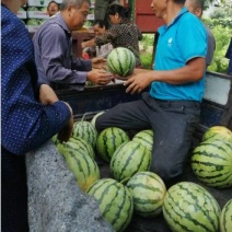 湖南大棚无籽美都西瓜上市中，量大货优，欢迎选购