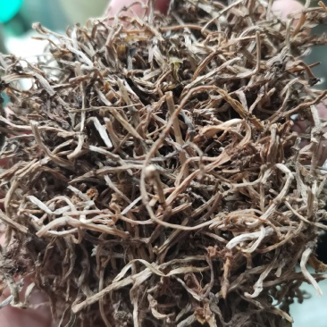 垂盆草半枝莲狗牙半支石指甲养鸡草狗牙齿瓜子