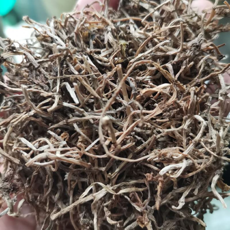 垂盆草半枝莲狗牙半支石指甲养鸡草狗牙齿瓜子