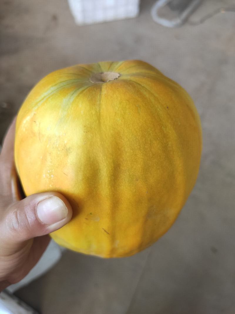 丑八怪香瓜