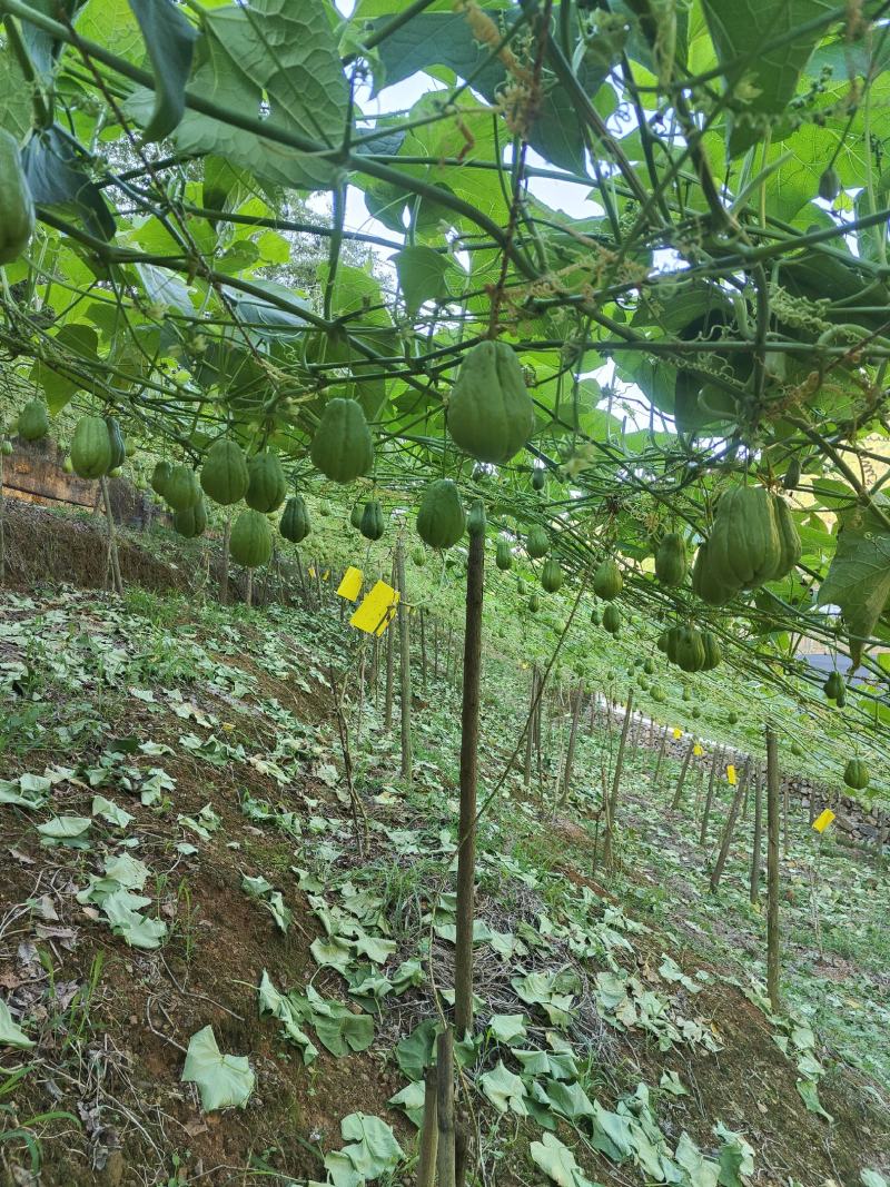 佛手瓜自产自销现摘保证质量产量大