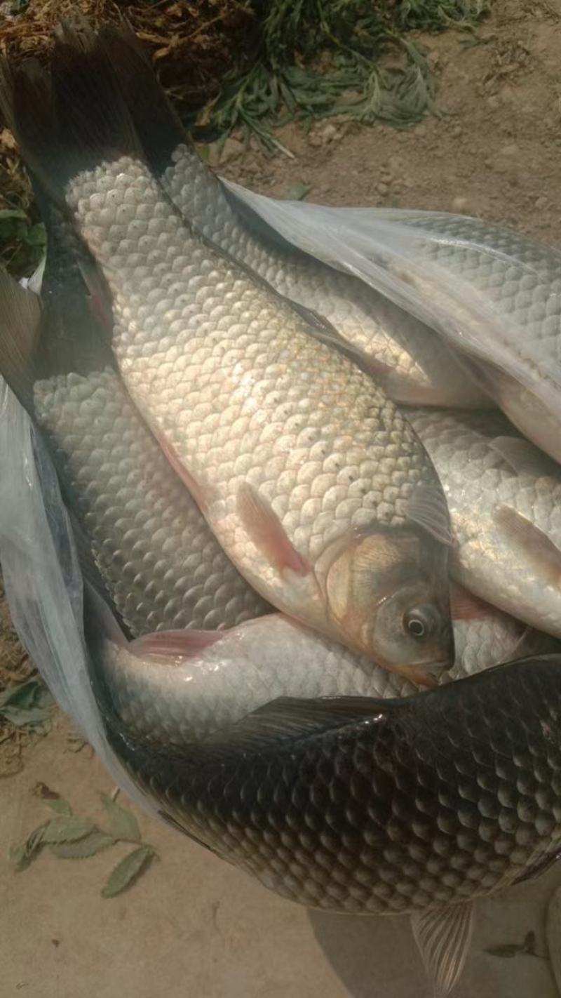 鲫鱼6两—1斤