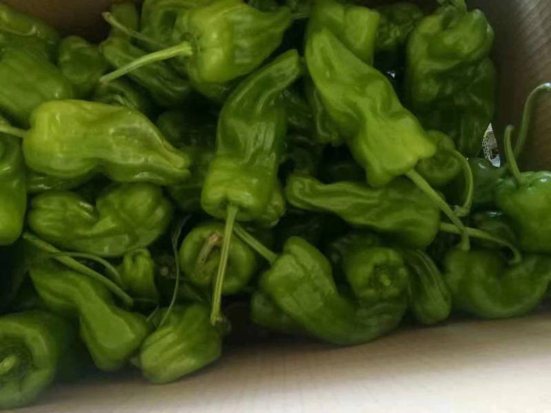 高山蔬菜