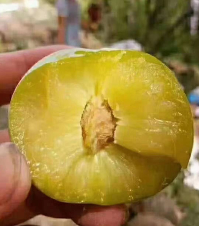 青脆李