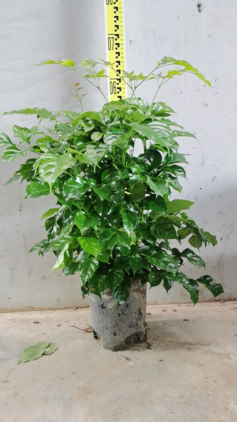 幸福树绿宝