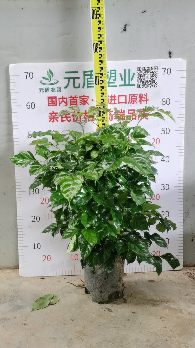 幸福树绿宝