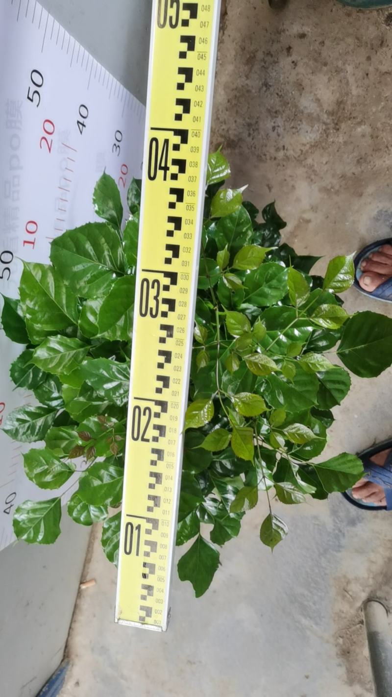 幸福树绿宝