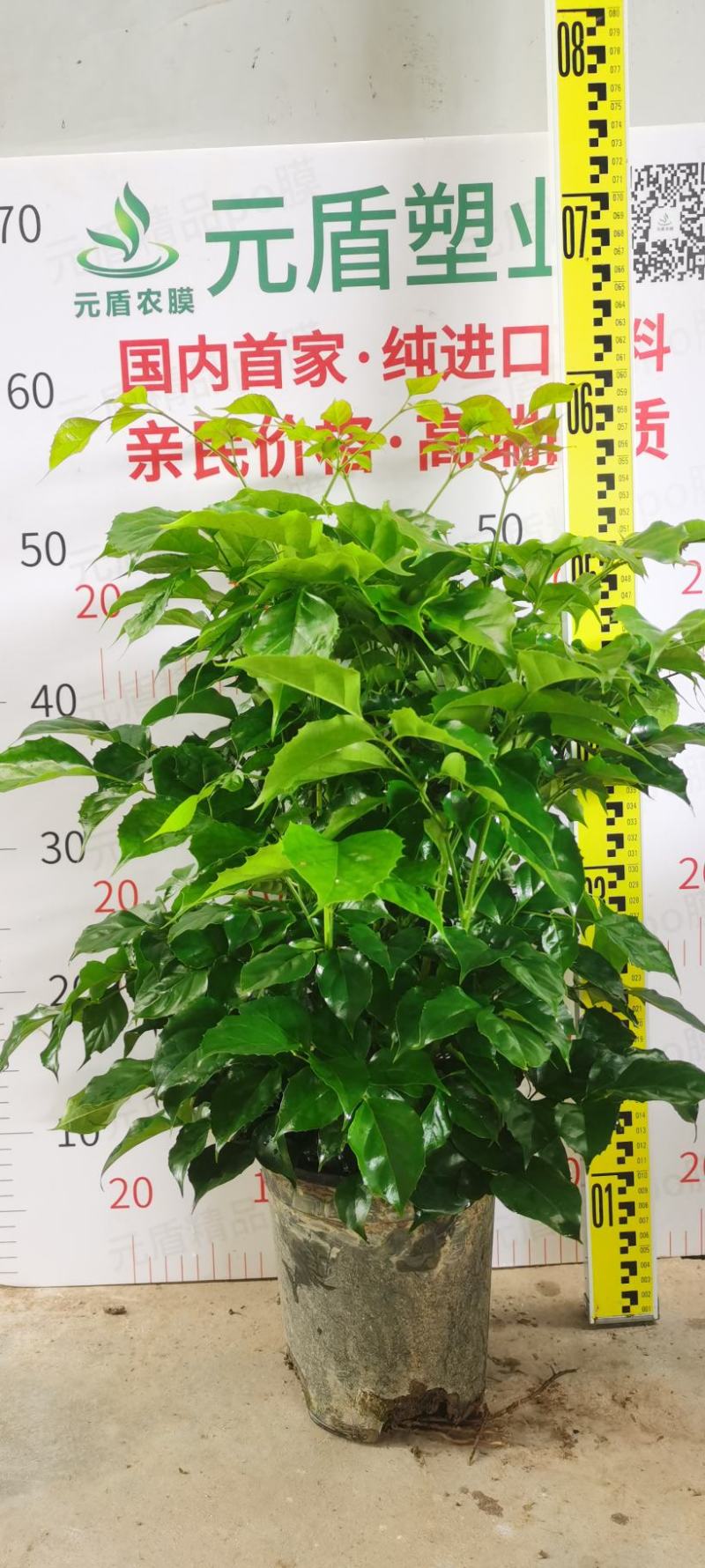 幸福树绿宝