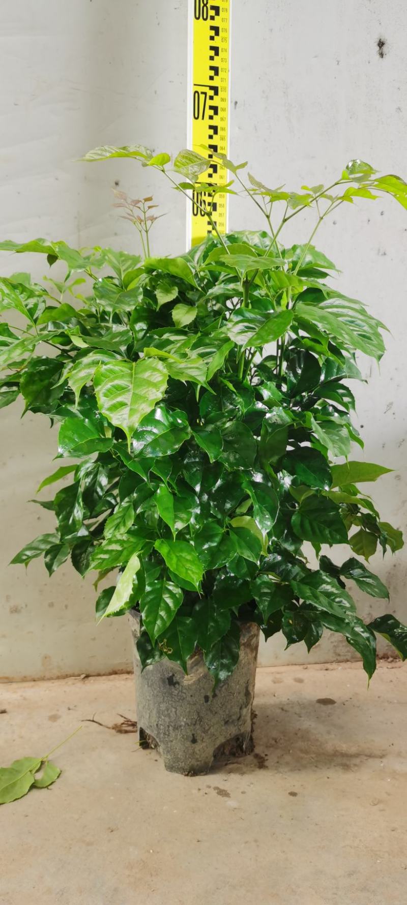 幸福树绿宝
