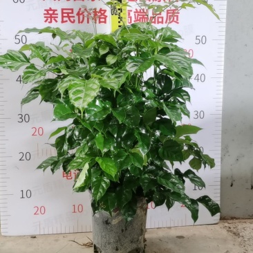 幸福树绿宝