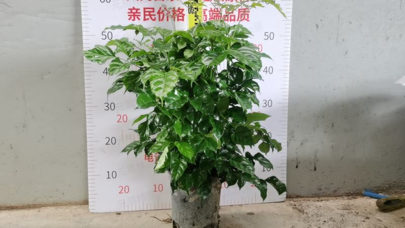 幸福树绿宝