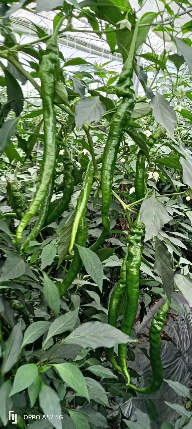 黄线椒湖北鲜辣椒现在大量上市欢迎各位老板电联下单