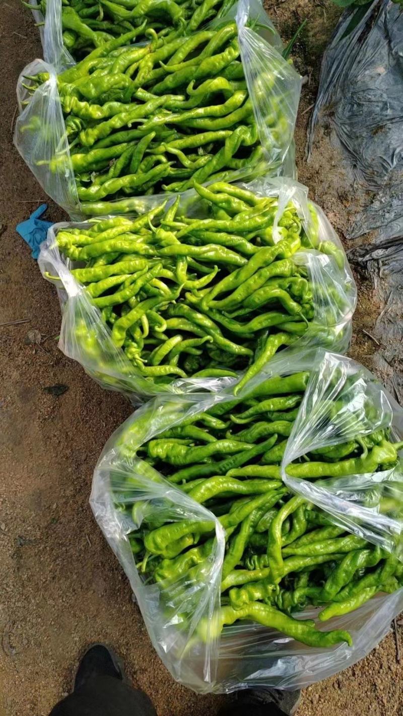 黄线椒湖北鲜辣椒现在大量上市欢迎各位老板电联下单