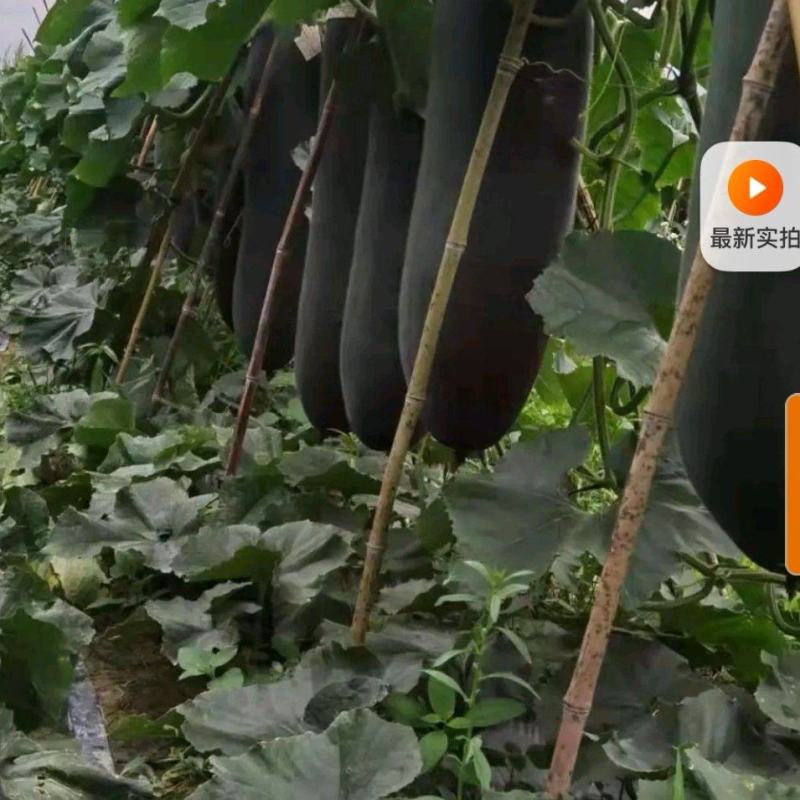 铁柱黑皮吊冬瓜