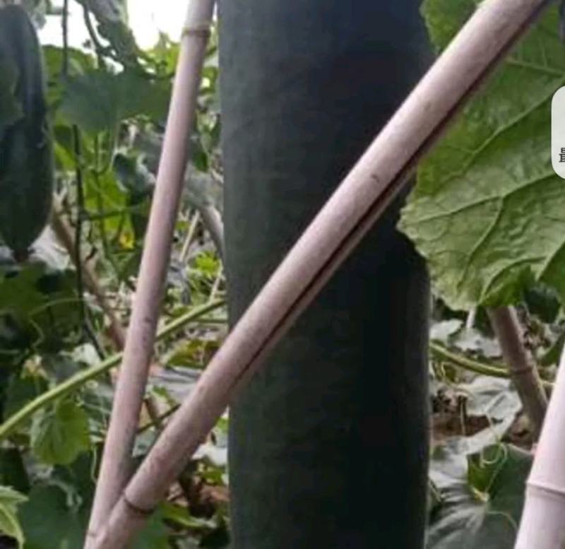 铁柱黑皮吊冬瓜