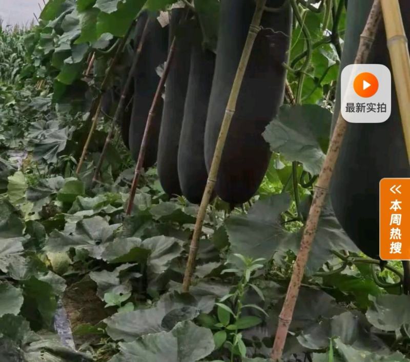 铁柱黑皮吊冬瓜